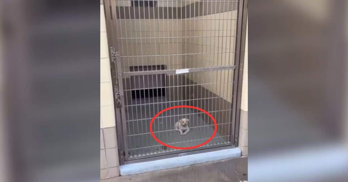 Lonely Puppy Sits Behind Shelter Bars Hoping for a Christmas Miracle