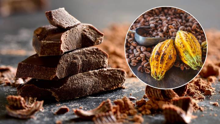 El cacao podría proteger tus arterias si pasas muchas horas sentado, según la ciencia