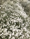 Aromas del más allá: la flor de nube en Día de Muertos