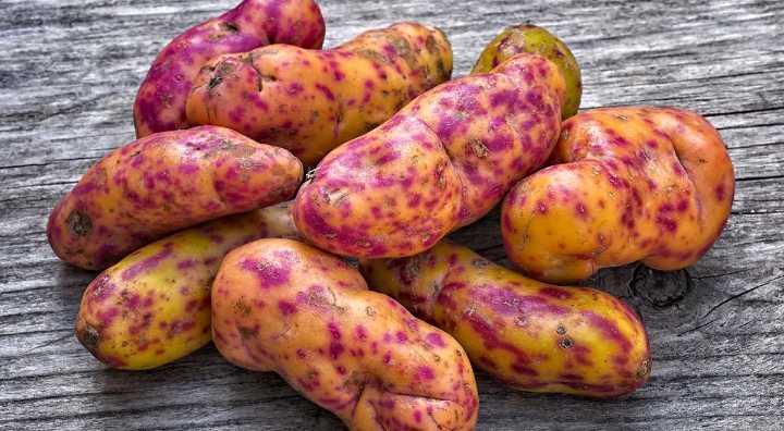 Olluco: El tubérculo andino que es más nutritivo que la papa y ayuda a controlar el azúcar