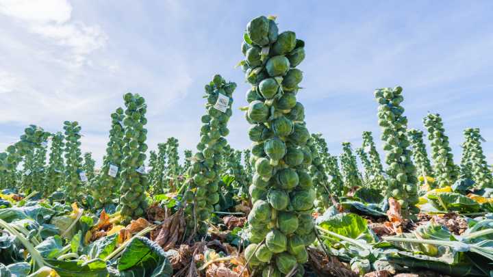 This US State Produces The Most Brussels Sprouts By Far