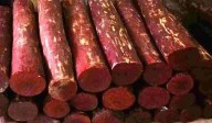 Delhi STF seizes 10 tonnes of red sandalwood smuggled from Tirupati; 2 arrested
