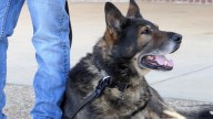 K9 Kupper retires after six years of service with Mandan PD