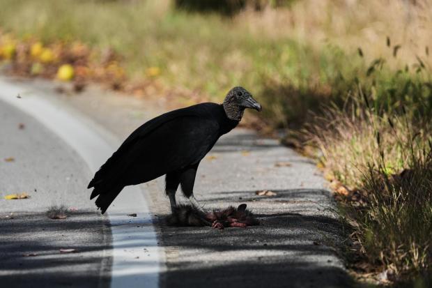 Black vultures attack and kill cattle. Climate change is one reason they’re spreading north