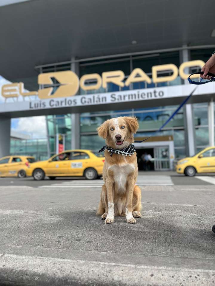Viajeros del Aeropuerto El Dorado cuentan con 10 baños para sus mascotas