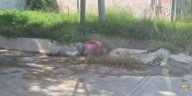 ¡Terror en Santo Domingo! Enjambre de abejas habría matado a tres personas; autoridades guardan silencio