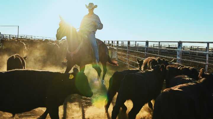 Argentina beef imports won't fix corporate concentration, ranchers say