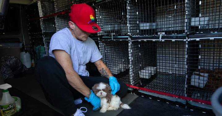 California tightens leash on puppy sales with new laws signed by Newsom