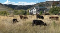 Cows come to Boulder to help slow impacts of wildfires