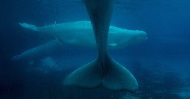 Ottawa denies Marineland request to export its remaining beluga whales to China
