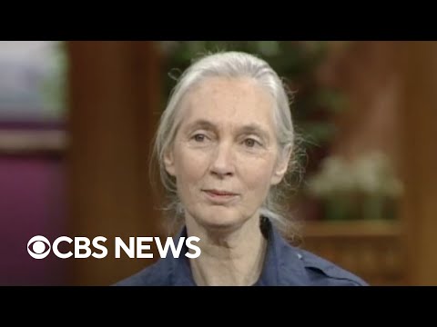 From the archives: Jane Goodall on what humans can learn from chimpanzees