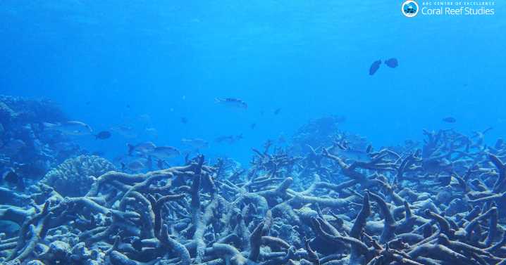 Scientists are modifying wildlife DNA. Should these species be released into nature?