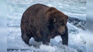 Fat Bear Week 2025: Meet Champion Broken