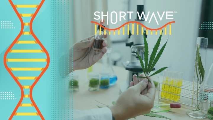 Why patchy state weed regulations may put your health at risk : Short Wave : NPR