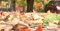 Leaf collection season beginning, limb collection ending in Owensboro