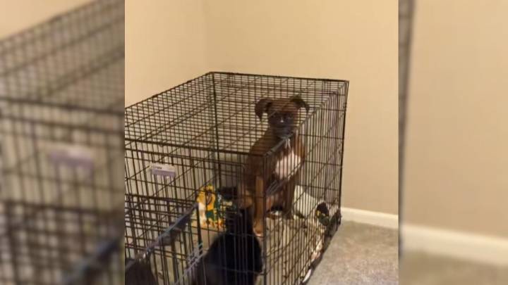 Indiana Woman Finds Her Dog Locked In Crate With A Surprising Companion