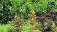 Inserción de la Cannabis Sativa: un susurro de libertad en el Jardín Botánico