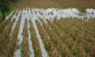 Lluvias dejan daños agrícolas en 14 municipios huastecos; Sedarh inicia reconteo