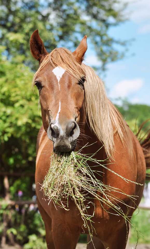 Horse Feed By Nature