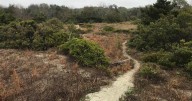 Sullivan’s Island owners appeal maritime forest decision