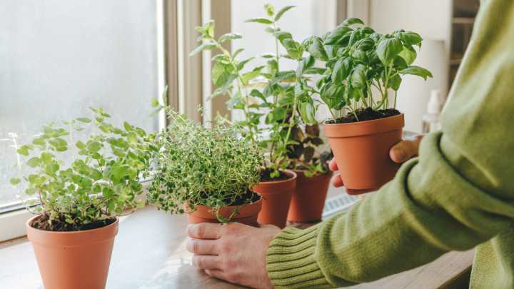 Flies In Your Kitchen? Grow This Fresh Herb To Keep Them At Bay
