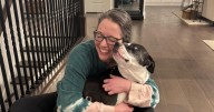 Indiana police say a dog may have been used to conceal a murder weapon, but are they wrong?
