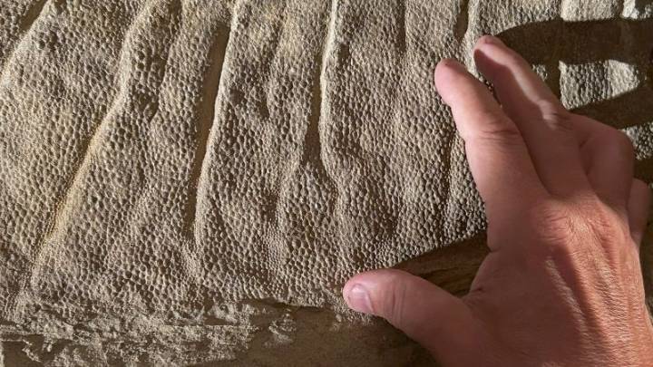 66 million-year-old dinosaur ‘mummy’ skin was actually a perfect clay mask
