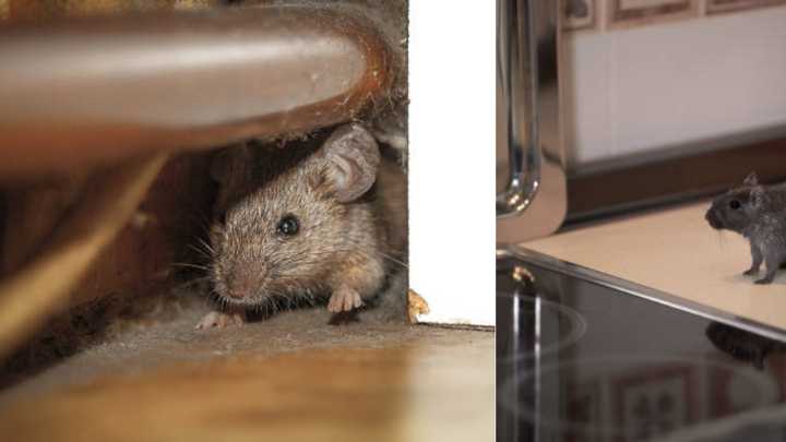 ¿Tiene ratones en casa? Soluciones y recomendaciones para mantener a los roedores alejados de su hogar