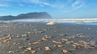 Thousands of blob-like sea cucumbers wash ashore Oregon Coast beach