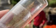 State urges residents to help stop spread of invasive ants