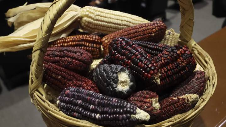 Sader anuncia a productores que implementará el precio de seis mil 50 pesos por tonelada de maíz