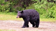 Animal advocates sue, aiming to stop Florida’s first bear hunt since 2015