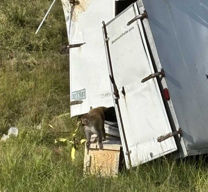 Monkeys that escaped from truck crash killed after being mistaken as dangerous, infected