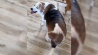 Virginia Pup’s Weight Leaves The Internet In Shock As Rescuers Help Him Reach His Slimmer Self