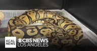 Pet python found at Monrovia In