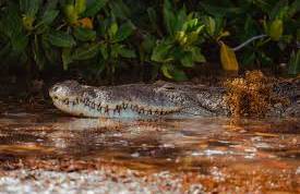 Descubren dos nuevas especies de cocodrilos en el Caribe mexicano: una evolución insular sorprendente