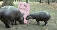 Zoo bids farewell to beloved pygmy hippo Haggis