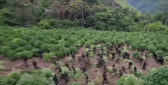 FANB destruye seis hectáreas de marihuana camuflada con cultivos de frijol en la Sierra de Perijá