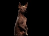 Xoloitzcuintle: el perro mexicano que guía a las almas al Mictlán