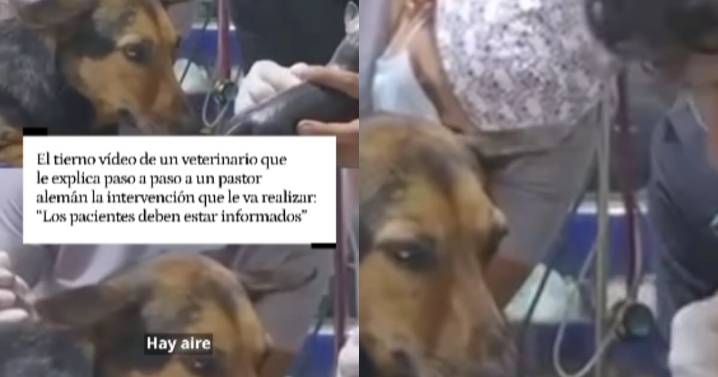 “Cuando se tiene corazón y vocación”: veterinario se hace viral al explicarle a un perro su cirugía