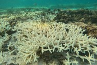 La muerte de los corales indica que la Tierra ha superado el primer punto de no retorno climático