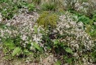 This Pennsylvania-native fall-bloomer is perfect in any hot, sunny spot: George’s Plant Pick of the Week