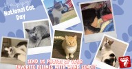 PHOTOS: National Cat Day 2025