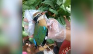 Indian Pitta migration turns tragic as birds crash into high