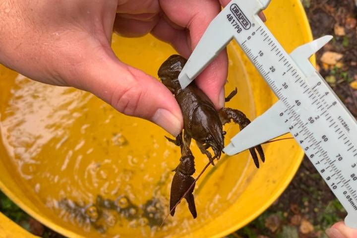 Rescued crayfish released back into river