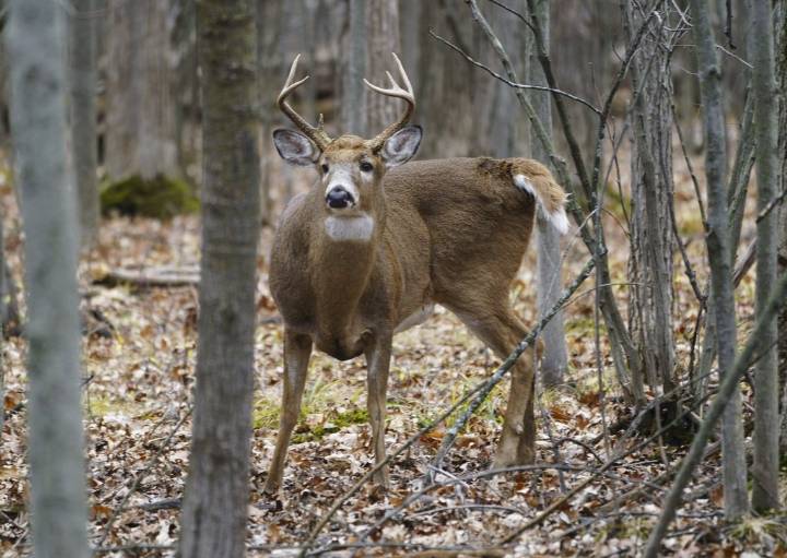 Disease outbreak has killed nearly 100 deer around Grand Forks, B.C., province says