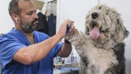 El mercado ligado a las mascotas 'saca a pasear' la economía de Canarias