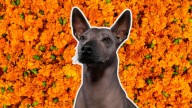 Xoloitzcuintle, el guardián del inframundo: su conexión con el Día de Muertos