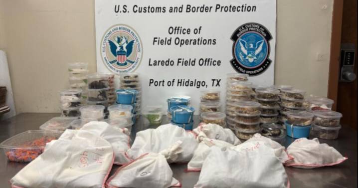 Border Patrol officers seize more than 160 species of reptiles, arthropods in Hidlago Co.