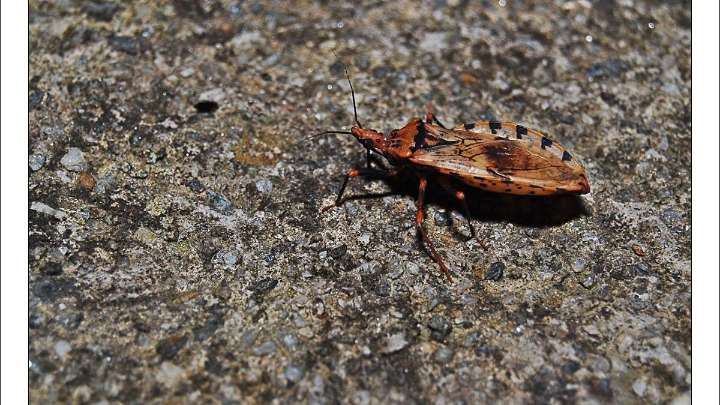 Enfermedad de Chagas: así es la patología que afecta a 6 millones de personas en el mundo